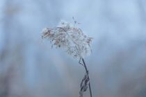 Pflanze im Winter  von Birgit  Fischer