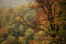 Herbstwald auf dem Bodanrück - Bodensee von Christine Horn