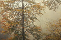 Herbstliche Buche im Nebel auf dem Bodanrück - Bodensee by Christine Horn