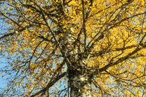 Birke mit leuchtend gelbem Herbstlaub im Irndorfer Hardt - Naturpark Obere Donau von Christine Horn