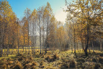 Herbstliche Birken im Sonnenlicht - Irndorfer Hardt von Christine Horn