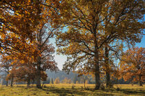 Eichen mit Herbstlaub im Irndorfer Hardt - Naturpark Obere Donau by Christine Horn