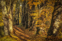 Herbstliche Lindenallee im Fürstlichen Park von Inzigkofen - Naturpark Obere Donau von Christine Horn