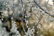 Schlehenblüten im Frühling  by Birgit  Fischer