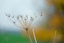 Gräser im Herbst  von Birgit  Fischer
