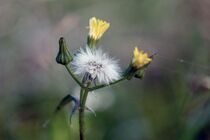 Blumen auf Hiddensee  von Birgit  Fischer