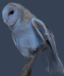 Nebula barn owl by Myungja Anna Koh