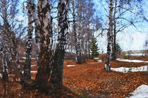 Birkenwäldchen im Winter. Schnee. Gemalt. von havelmomente