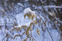 Winter Grass by Tanya Kurushova