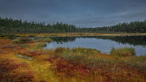 Yellow and red colored mosses with lake in autumn in Tyresta National Park in Sweden by Bastian Linder