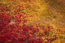 Yellow and red colored mosses in autumn in Tyresta National Park in Sweden by Bastian Linder