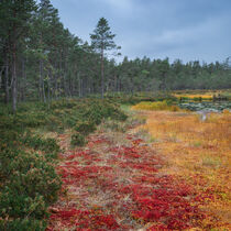 Yellow, green and red colored mosses in autumn in Tyresta National Park in Sweden von Bastian Linder
