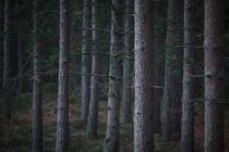 Tree trunks in forest near Tyresta National Park in Sweden von Bastian Linder