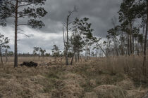 Dubringer Moor in April von Holger Spieker