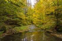 Golden autumn in the Kirnitzschtal/Saxon Switzerland by Holger Spieker