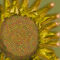 Golden-sunflower