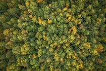 Forest at Lake Siljan from above in Dalarna, Sweden by Bastian Linder
