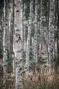 Birch trees in the forest at Lake Siljan in Dalarna, Sweden by Bastian Linder