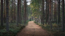 Forest with path at Lake Siljan in Dalarna, Sweden von Bastian Linder