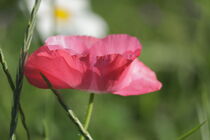 rosa Mohnblüte von Raingard Göbel