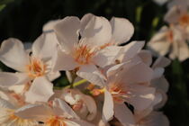 Oleanderblüten von Raingard Göbel