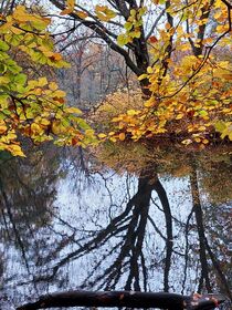 Spiegelung im Herbst von Raingard Göbel