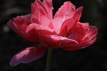 Tulpenblüte von Raingard Göbel