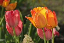 Tulpen von Raingard Göbel