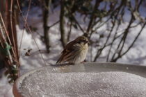 Vogel im winter von Raingard Göbel