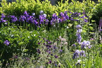 der blaue Garten von Raingard Göbel