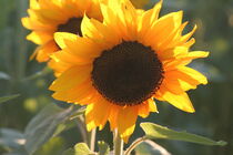 Sonnenblume by Raingard Göbel
