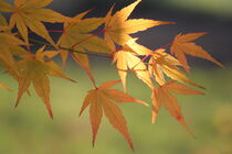 Herbst von Raingard Göbel