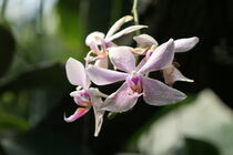 Orchideenblüte von Raingard Göbel