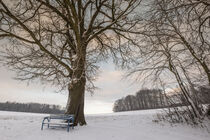 Bench under oak tree in winter von Holger Spieker