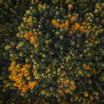 Forest in autumn in Lapland in Sweden from above von Bastian Linder