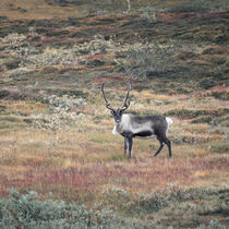 Reindeer in the countryside of Lapland in autumn in Sweden by Bastian Linder