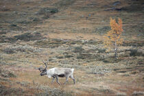 Reindeer in the countryside of Lapland in autumn in Sweden by Bastian Linder