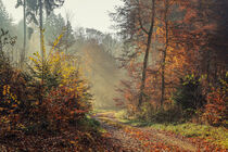 Herbstlicher Wald I von Christine Horn