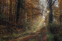Sonnenstrahlen im herbstlichen Wald by Christine Horn