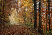 Herbstlicher Wald mit Sonnenstrahlen von Christine Horn