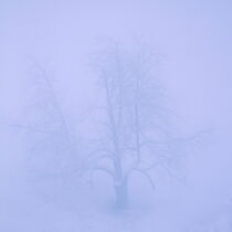 Winter by Ansgar Meise