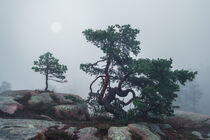 Tree on rocks and sun in fog in Skuleskogen National Park in eastern Sweden von Bastian Linder