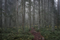 Footpath through mossy coniferous forest of the Skuleskogen National Park in the east of Sweden by Bastian Linder