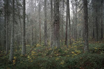 Mossy coniferous forest with tree trunks of the Skuleskogen National Park in the east of Sweden von Bastian Linder