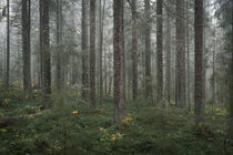 Mossy coniferous forest with tree trunks of the Skuleskogen National Park in the east of Sweden von Bastian Linder