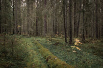Mossy coniferous forest with tree trunks of the Skuleskogen National Park in the east of Sweden by Bastian Linder