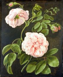 Flower Study  by Johann Friedrich August Tischbein