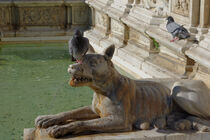 Siena: Die Statue einer Wölfin dient einer Taube als  Rastplatz von Berthold Werner