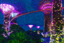 Supertree Grove in den Gardens by the Bay of Singapore. Painted. by havelmomente