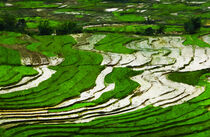 Reisfeld in Asien. Gemalt. von havelmomente